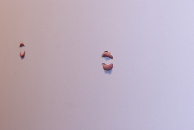 Atti democratici: Yael Davids